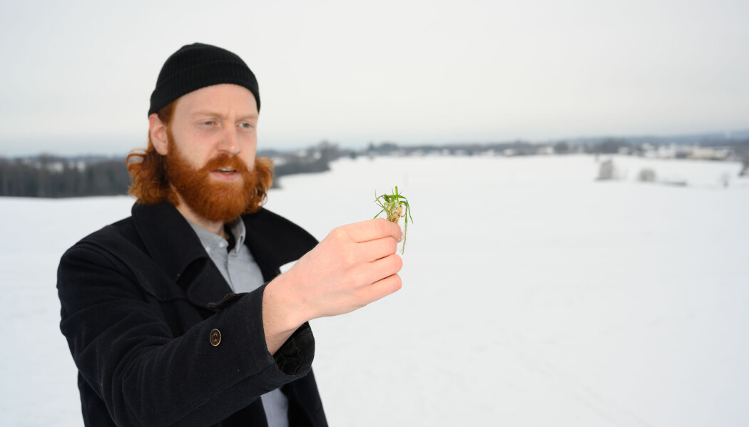 NIBIO-forsker Frederik Bøe håper at flere får øynene opp for fangvekster som miljøtiltak. (Foto: Erling Fløistad) NIBIO-forsker Frederik Bøe håper at flere får øynene opp for fangvekster som miljøtiltak. (Foto: Erling Fløistad)