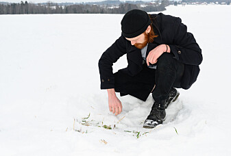 Flerårig raigras tåler frost godt. (Foto: Erling Fløistad) Flerårig raigras tåler frost godt. (Foto: Erling Fløistad)