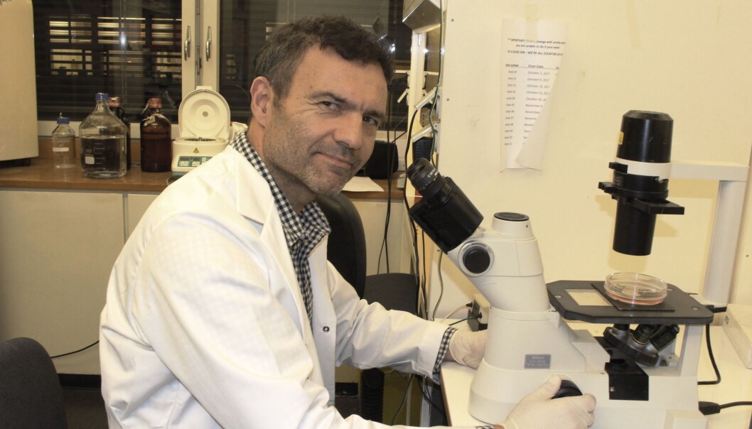 Professor Fahri Saatcioglu er allerede i ferd med å planlegge kliniske forsøk med mennesker. (Foto: Bjarne Røsjø) Professor Fahri Saatcioglu er allerede i ferd med å planlegge kliniske forsøk med mennesker. (Foto: Bjarne Røsjø)