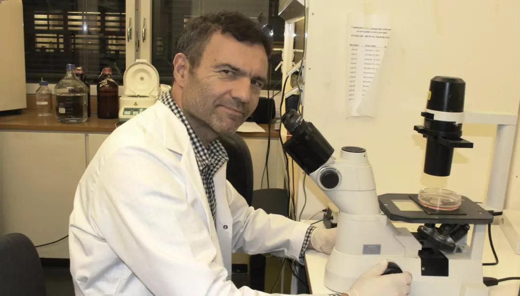 Professor Fahri Saatcioglu er allerede i ferd med å planlegge kliniske forsøk med mennesker. (Foto: Bjarne Røsjø)