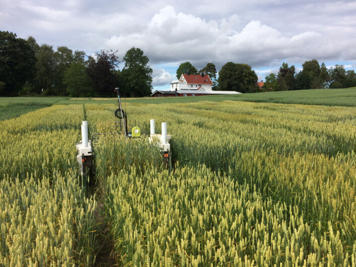 Den utgaven av Thorvald som er med i prosjektet beveger seg lavt over planten og fotograferer hver minste detalj. (Foto: NMBU) Den utgaven av Thorvald som er med i prosjektet beveger seg lavt over planten og fotograferer hver minste detalj. (Foto: NMBU)