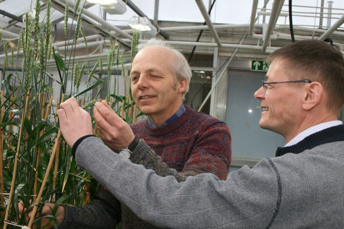 Planteforedler Jon Arne Dieseth i Graminor AS og forsker Morten Lillemo velger ut foreldre til morgendagens hvetesorter. (Foto: Janne Karin Brodin) Planteforedler Jon Arne Dieseth i Graminor AS og forsker Morten Lillemo velger ut foreldre til morgendagens hvetesorter. (Foto: Janne Karin Brodin)