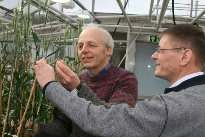 Planteforedler Jon Arne Dieseth i Graminor AS og forsker Morten Lillemo velger ut foreldre til morgendagens hvetesorter. (Foto: Janne Karin Brodin)
