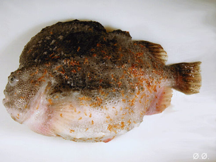 Rognkjeks blir selv blir utsatt for luseangrep. Ikke av lakselus, men av skottelus. (Foto: Øivind Øines, Veterinærinstituttet) Rognkjeks blir selv blir utsatt for luseangrep. Ikke av lakselus, men av skottelus. (Foto: Øivind Øines, Veterinærinstituttet)