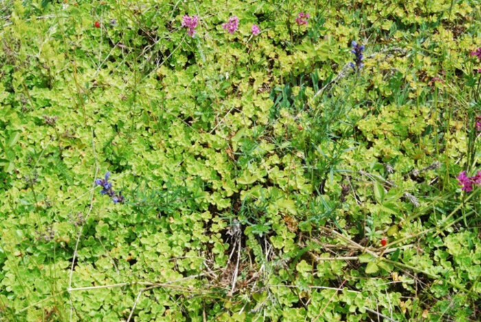 Gravbergknapp danner tette matter og kan fullstendig fortrenge andre arter, som den sjeldne og truede dragehode (med blå blomster). (Foto: Odd Stabbetorp / NINA) Gravbergknapp danner tette matter og kan fullstendig fortrenge andre arter, som den sjeldne og truede dragehode (med blå blomster). (Foto: Odd Stabbetorp / NINA)