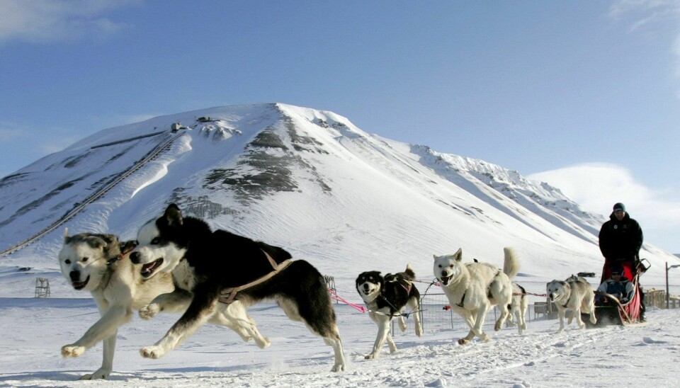 Hunder på Svalbard kan bære på parasitten som heter Revens dvergbendelorm. Den gjør ikke hundene syke, men hos mennesker kan parasitten faktisk skade indre organer. (Foto: Francois Lenoir / Reuters / NTB Scanpix)