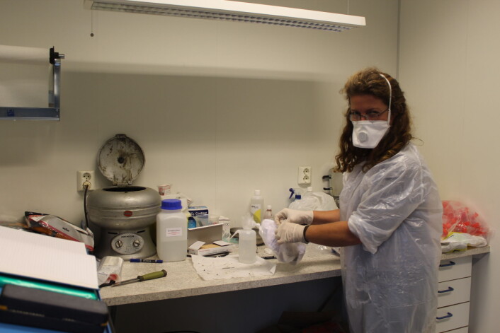 Avføringsprøverne konserve¬res og pakkes i Mattilsynets laboratorium på Svalbard før de undersøkelses for parasitter på Veterinærinstituttet i Oslo. Maske og hansker sikrer at Heidi Enemark ikke smittes med egg fra revens dvergbendel¬orm. (Foto: Fredrik Samuelsson) Avføringsprøverne konserve¬res og pakkes i Mattilsynets laboratorium på Svalbard før de undersøkelses for parasitter på Veterinærinstituttet i Oslo. Maske og hansker sikrer at Heidi Enemark ikke smittes med egg fra revens dvergbendel¬orm. (Foto: Fredrik Samuelsson)
