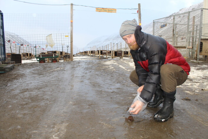 Alt arbeid er ikke like morsomt. Heldigvis brenner Fredrik Samuelsson for parasittologi og lar ikke verdifullt prøvemateriale gå til spille. (Foto: Heidi Enemark) Alt arbeid er ikke like morsomt. Heldigvis brenner Fredrik Samuelsson for parasittologi og lar ikke verdifullt prøvemateriale gå til spille. (Foto: Heidi Enemark)