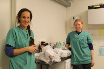 Hundeeiere har i en periode kunnet levere avføringsprøver til undersøkelse til Svalbard Vet. Dyrlege Ragnhild Mehli (til venstre) og dyrepleier Kamilla Buran med dagens fangst av prøver. (Foto: Heidi Enemark) Hundeeiere har i en periode kunnet levere avføringsprøver til undersøkelse til Svalbard Vet. Dyrlege Ragnhild Mehli (til venstre) og dyrepleier Kamilla Buran med dagens fangst av prøver. (Foto: Heidi Enemark)