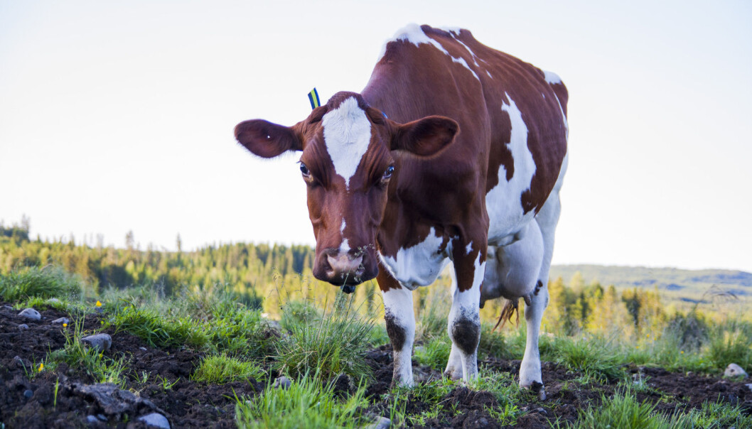 Endra matvanar og mindre inntak av mjølk og meieriprodukt har resultert i at det norske folk har fått i seg betydeleg mindre jod dei siste ti – femten åra. Kva har dette med kuas mat å gjere? (Foto: Shutterstock / NTB scanpix) Endra matvanar og mindre inntak av mjølk og meieriprodukt har resultert i at det norske folk har fått i seg betydeleg mindre jod dei siste ti – femten åra. Kva har dette med kuas mat å gjere? (Foto: Shutterstock / NTB scanpix)