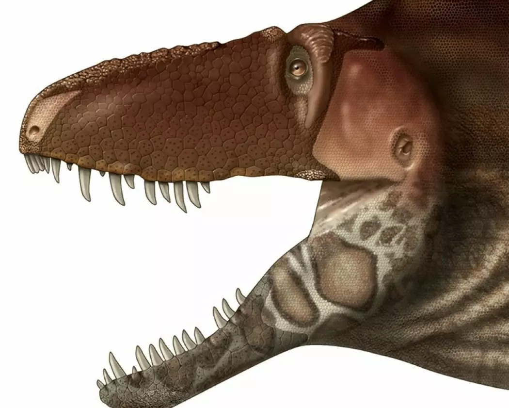 Nye funn gir hint om hvordan Tyrannosauruser så ut