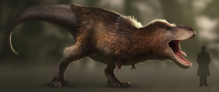 Sånn kan T.rex ha sett ut. Det har vist seg i de siste årene at den kanskje var fjærkledd. (Foto: (Bilde: RJPalmerArt/CC BY-SA 4.0)) Sånn kan T.rex ha sett ut. Det har vist seg i de siste årene at den kanskje var fjærkledd. (Foto: (Bilde: RJPalmerArt/CC BY-SA 4.0))