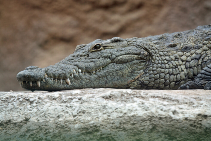 Tyrannosauren kan ha hatt noen av de samme egenskapene som moderne krokodiller. Denne krabaten er en Nilkrokodille. (Foto: Leigh Bedford/CC BY 2.0) Tyrannosauren kan ha hatt noen av de samme egenskapene som moderne krokodiller. Denne krabaten er en Nilkrokodille. (Foto: Leigh Bedford/CC BY 2.0)