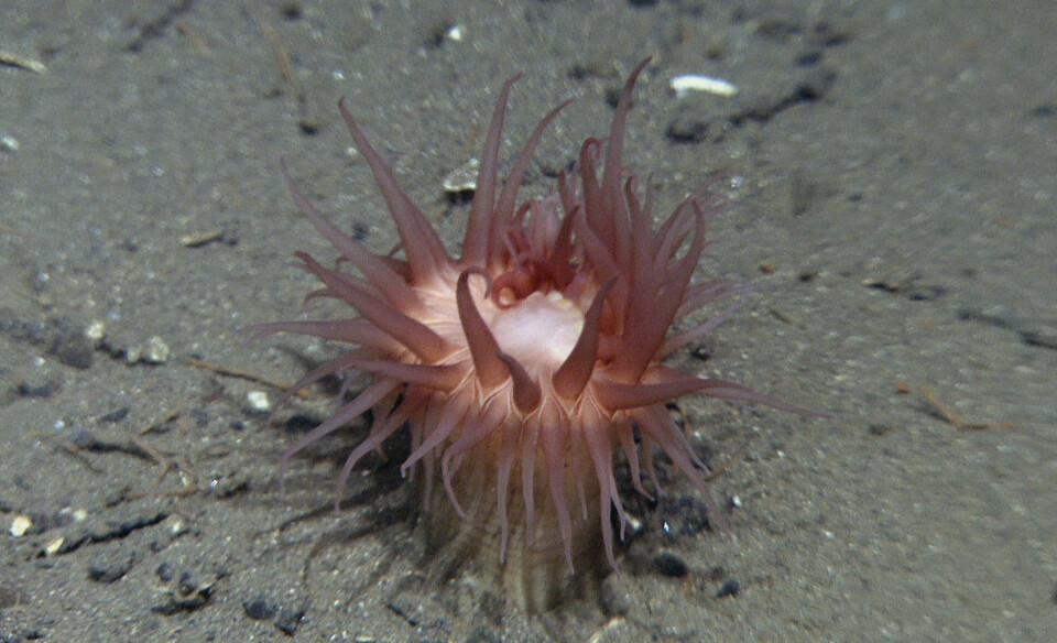 Sjøanemone. (Foto: Mareano/Havforskningsinstituttet)