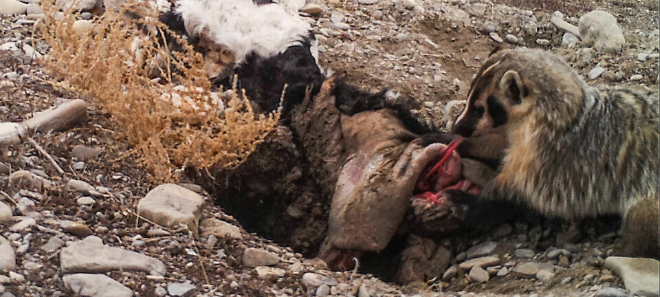Grevlingen tar seg en smak midt i gravearbeidet. I løpet av fem dager fikk det lille dyret en over 20 kilo tung kalv til å forsvinne i bakken.  (Foto: Evan Buechley)