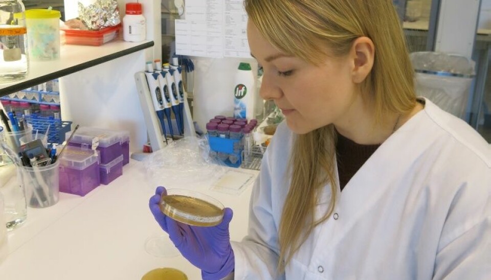 Tromsø-jenta Susann Skagseth har skrevet en doktorgradsavhandling om enzymer involvert i antibiotikaresistens og testet ulike inhibitorer som kan blokkere resistens i sykehusbakterier.  (Foto: Vibeke Os)