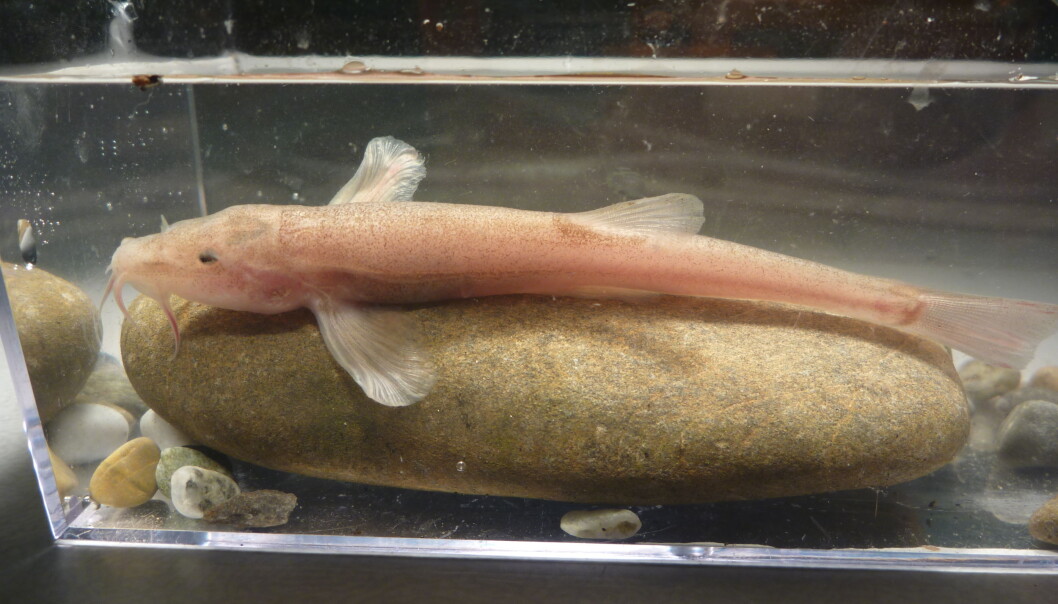 Den nyoppdagede europeiske hulefisken har lite pigment og reduserte øyne. Denne hannen er 8.5 centimeter lang. (Foto: Jasminca Behrmann-Godel) Den nyoppdagede europeiske hulefisken har lite pigment og reduserte øyne. Denne hannen er 8.5 centimeter lang. (Foto: Jasminca Behrmann-Godel)