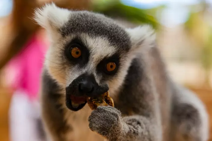 Denne lemuren har skjønt det. Den spiser selvfølgelig fikenfrukten, ikke fikenbladene. (Foto: Andrei Pogrebnoi, Shutterstock / NTB scanpix)