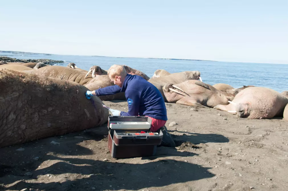 Alle de studerte hvalrossene i studien var voksne hanner og materialet ble samlet inn på Svalbard somrene 2014-2015. På dette bildet foretas blodprøvetaking av en hvalross. (Foto: Kit M. Kovacs, Norsk Polarinstitutt)