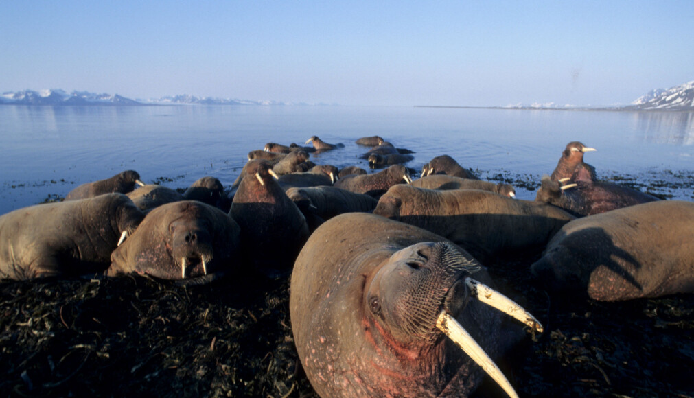 Hvalrossene spiser store mengder skjell og muslinger. (Foto: Tor Ivan Karlsen, Norsk Polarinstitutt) Hvalrossene spiser store mengder skjell og muslinger. (Foto: Tor Ivan Karlsen, Norsk Polarinstitutt)
