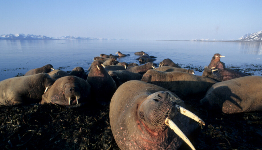Hvalrossene spiser store mengder skjell og muslinger. (Foto: Tor Ivan Karlsen, Norsk Polarinstitutt)