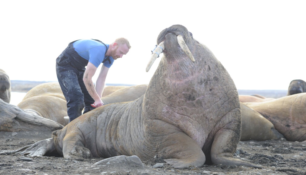 Hvalrossen våkner til liv igjen etter å ha blitt bedøvet før blodprøvetaking. (Foto: Kit M. Kovacs, Norsk Polarinstitutt) Hvalrossen våkner til liv igjen etter å ha blitt bedøvet før blodprøvetaking. (Foto: Kit M. Kovacs, Norsk Polarinstitutt)