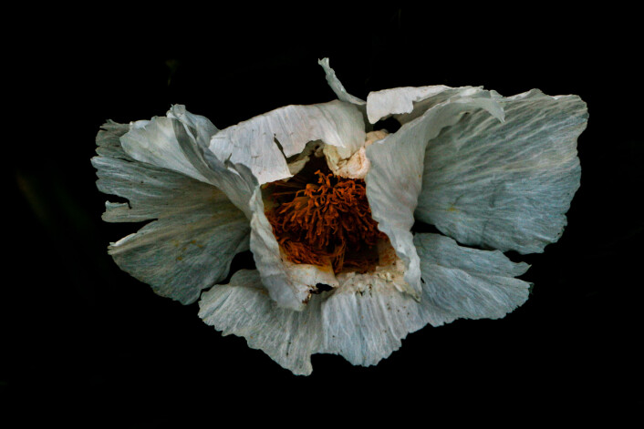 Blomst i skumringen i Regents Park i London. (Foto: Esther Whyatt, 2017 Sony World Photography Awards) Blomst i skumringen i Regents Park i London. (Foto: Esther Whyatt, 2017 Sony World Photography Awards)
