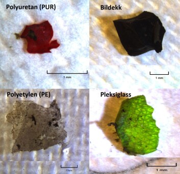 Her er noen eksempler på mikroplast studentene fant i Oslo-elvene. (Foto: NIVA) Her er noen eksempler på mikroplast studentene fant i Oslo-elvene. (Foto: NIVA)