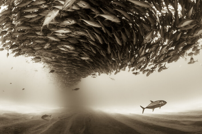 En stim med taggmakreller i Baja California i Mexico. (Foto: Christian Vizl, 2017 Sony World Photography Awards) En stim med taggmakreller i Baja California i Mexico. (Foto: Christian Vizl, 2017 Sony World Photography Awards)