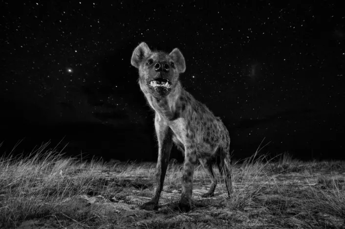 En hyene om natten i Liuwa Plain National Park i Zambia. (Foto: Will Burrard-Lucas, 2017 Sony World Photography Awards)