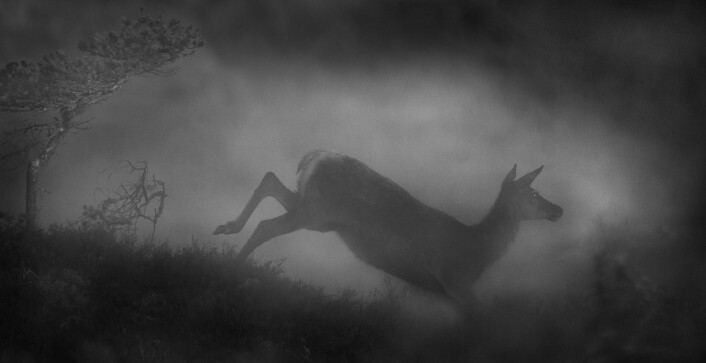 Hjort i morgentåke på Hitra. (Foto: Bernt Østhus, 2017 Sony World Photography Awards) Hjort i morgentåke på Hitra. (Foto: Bernt Østhus, 2017 Sony World Photography Awards)