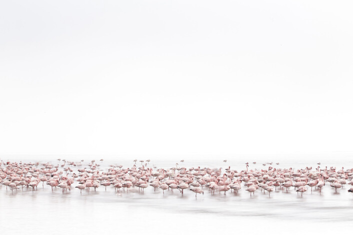 Flamingoer i Walvis Bay langs kysten av Namibia. (Foto: Alessandra Meniconzi, 2017 Sony World Photography Awards) Flamingoer i Walvis Bay langs kysten av Namibia. (Foto: Alessandra Meniconzi, 2017 Sony World Photography Awards)