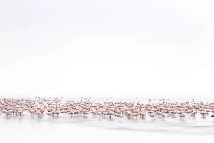 Flamingoer i Walvis Bay langs kysten av Namibia. (Foto: Alessandra Meniconzi, 2017 Sony World Photography Awards)