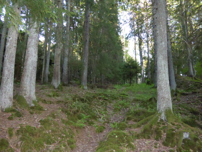 Skog som med NiN kan beskrives slik: bærlyngskogskog, 75-90% tresjiktsdekning, 100 % barskog, normalskog, eller kode: T4-C5, 1AG-A-0 7, 1AR_A 4B, 7SD-NS. Foto:HAU Skog som med NiN kan beskrives slik: bærlyngskogskog, 75-90% tresjiktsdekning, 100 % barskog, normalskog, eller kode: T4-C5, 1AG-A-0 7, 1AR_A 4B, 7SD-NS. Foto:HAU