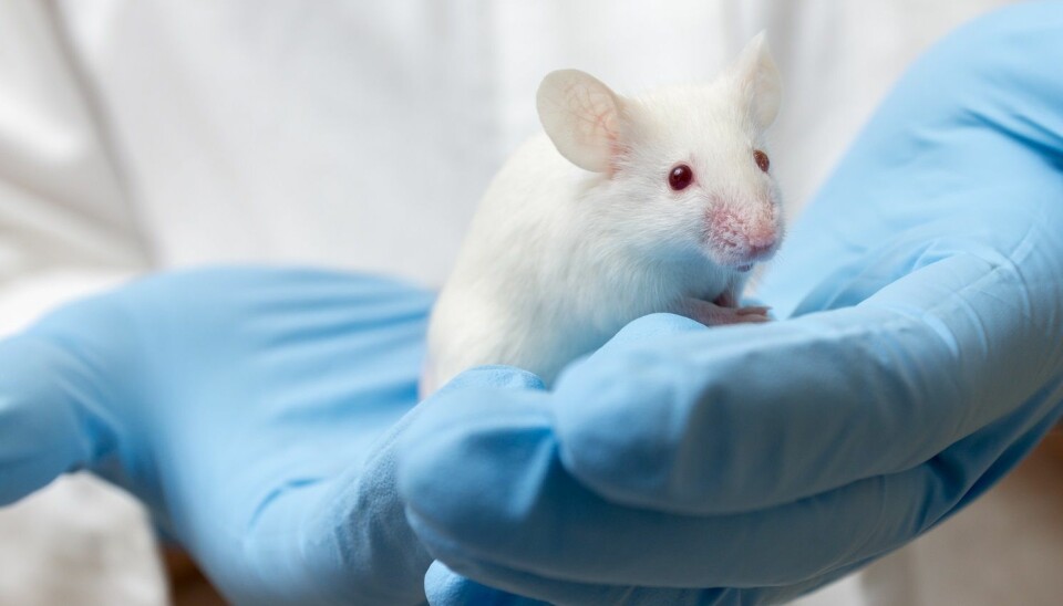 Hvordan forskerne behandler mus i laboratoriet kan få konsekvenser for forskningsresultatene. Musene blir mindre stresset når de blir løftet i en åpen hånd enn når de blir plukket opp etter halen. (Foto: Shutterstock/NTB scanpix)