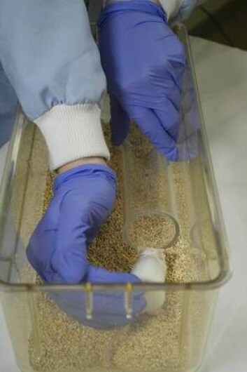 (Foto: Jane Hurst, University of Liverpool) (Foto: Jane Hurst, University of Liverpool)