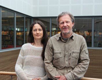 Siv Elin Eidissen og Jostein Lorås oppdaget soppen da de var ute på feltarbeid. (Foto: Hilde Veronika Falch) Siv Elin Eidissen og Jostein Lorås oppdaget soppen da de var ute på feltarbeid. (Foto: Hilde Veronika Falch)
