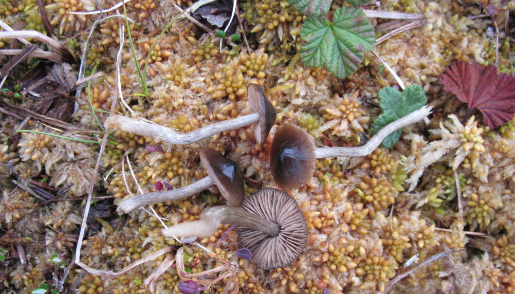 Denne soppen, som nå har fått navnet Entoloma chamaemori, har hittil vært helt ukjent for forskere. (Foto: Jostein Lorås) Denne soppen, som nå har fått navnet Entoloma chamaemori, har hittil vært helt ukjent for forskere. (Foto: Jostein Lorås)