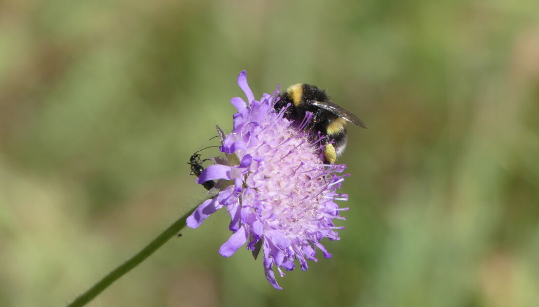 Humla trenger tilgang på blomster. Derfor skal forskere ved NIBIO undersøke hvordan de kan gjøre områder med mye gras til blomstrende områder hvor pollinernede insekter kan trives. (Foto: Ellen J. Svalheim) Humla trenger tilgang på blomster. Derfor skal forskere ved NIBIO undersøke hvordan de kan gjøre områder med mye gras til blomstrende områder hvor pollinernede insekter kan trives. (Foto: Ellen J. Svalheim)