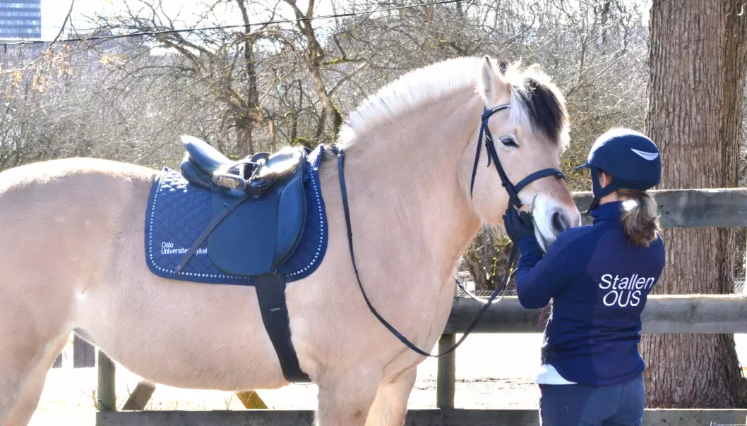 Rusavhengige blir lenger i behandling med hesteterapi