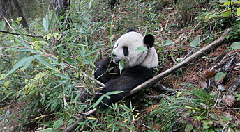 Pandaer har ikke alltid vært like bambusavhengige