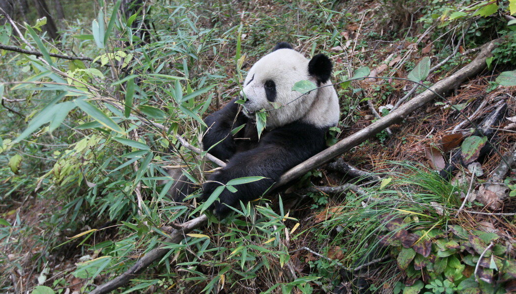 Nei, det går nå i bambus, da. En vill panda i Foping nasjonalpark i Kina. (Foto: Fuwen Wei) Nei, det går nå i bambus, da. En vill panda i Foping nasjonalpark i Kina. (Foto: Fuwen Wei)