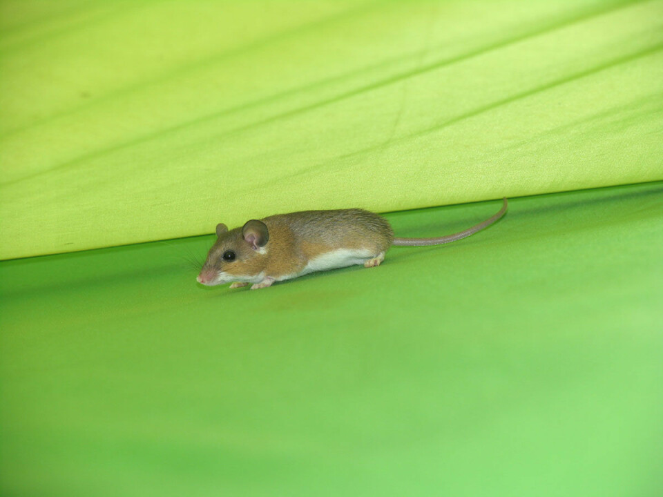 En modig husmus har kommet seg inn i teltet til en av forskerne bak studien. (Foto: Lior Weissbrod)