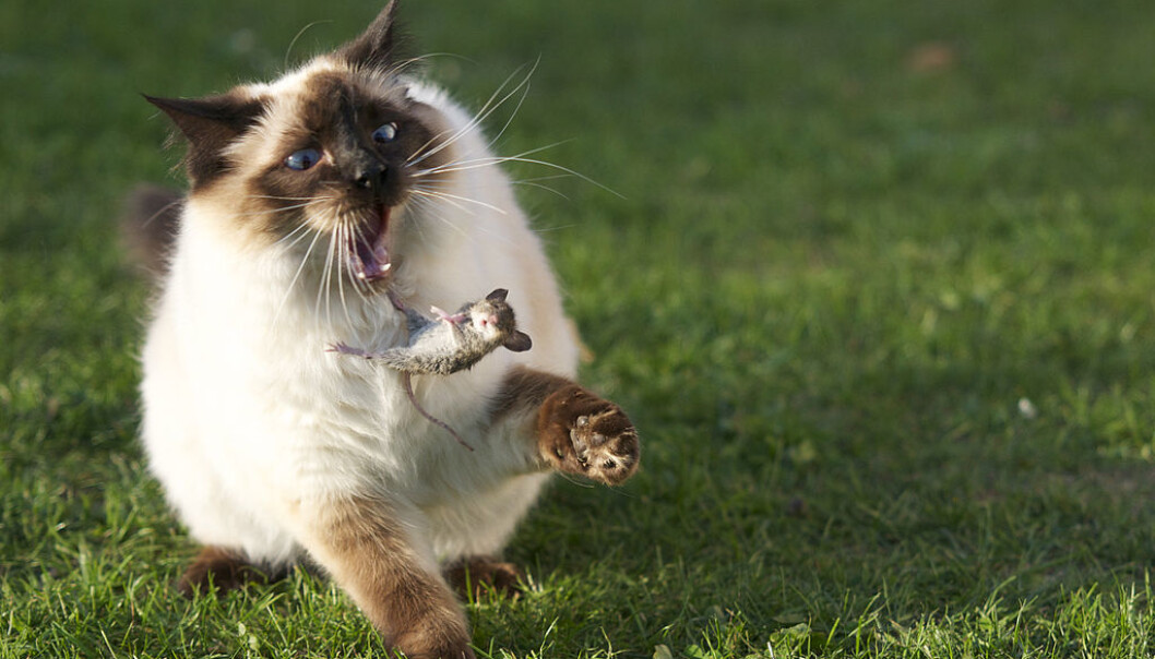 Katten, musen og mennesket har levd sammen lenge. Men musen kom først, og hvor lenge siden var det? (Foto: Niels Hartvig/ <p><a href="https://creativecommons.org/licenses/by-sa/2.0/">CC BY SA 2.0</a>) Katten, musen og mennesket har levd sammen lenge. Men musen kom først, og hvor lenge siden var det? (Foto: Niels Hartvig/ <p><a href="https://creativecommons.org/licenses/by-sa/2.0/">CC BY SA 2.0</a>)
