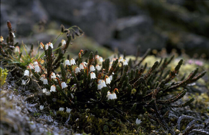 Kantlyng er en vanlig art på Svalbard. Den overlever vinteren med grønne blad som er fylt av fettstoff som er opplagsnæring for planten. (Foto: Tommy Prestø) Kantlyng er en vanlig art på Svalbard. Den overlever vinteren med grønne blad som er fylt av fettstoff som er opplagsnæring for planten. (Foto: Tommy Prestø)