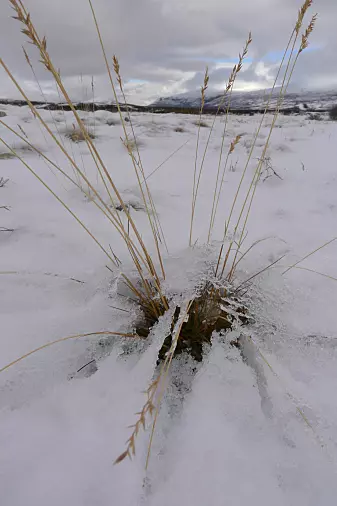 Plantene i fjellet må overleve en lang og kald vinter. (Foto: Dagmar Hagen/NINA)