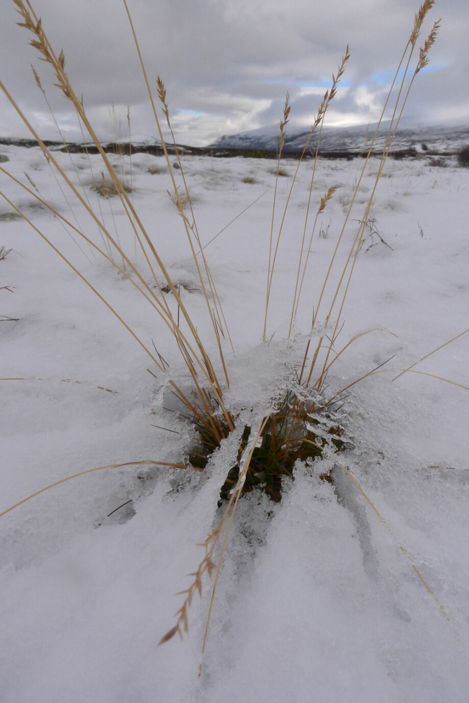 Plantene i fjellet må overleve en lang og kald vinter. (Foto: Dagmar Hagen/NINA)