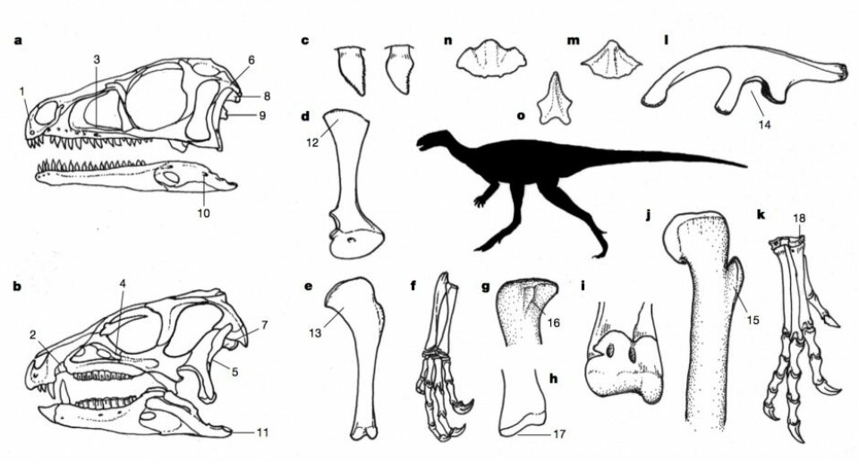 Anatomiske trekk felles for den nye gruppen, Ornithoscelida, som forener gruppens tidlige medlemmer blant rovdinosaurer og planteetere på tvers av den gamle modellens oppdeling. Det er en lang rekke anatomiske trekk, inkludert hjernekassen, bakbeina, anklene, hendene og kjevene. Silhuetten viser en potensiell forfar til alle dinosaurer – et 1–2 meter langt dyr som spiste både smådyr og planter, kunne løpe raskt omkring på bakbeina og samle opp mat med to gripehender. (Foto: (Illustrasjon: Nature/Baron et al.))