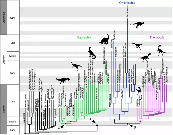 Den nye analysen ryster 130 års dogmer ved å flytte den store greinen av rovdinosaurer, Theropoda (lilla), som i det gamle bildet lå hos de øglehoftede Saurichia (lysegrønn), over til de fuglehoftede Ornithischia (blå). Den nye gruppen (lilla+blå) kaller forskerne Ornithoscelida. (Foto: (Illustrasjon: Nature/Baron et al.))