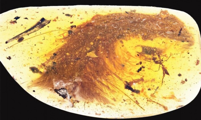 Med den nye studien gir fordelingen av fjær og hårlignede dun hos de ulike dinosaurgruppene nå plutselig bedre mening, mener den danske paleontologen Jesper Milàn. Denne fjæren stammer fra en dinosaur som levde for 99 millioner år siden og var på størrelse med en gråspurv. Det kan du lese mer om her. (Foto: Current Biology) Med den nye studien gir fordelingen av fjær og hårlignede dun hos de ulike dinosaurgruppene nå plutselig bedre mening, mener den danske paleontologen Jesper Milàn. Denne fjæren stammer fra en dinosaur som levde for 99 millioner år siden og var på størrelse med en gråspurv. Det kan du lese mer om her. (Foto: Current Biology)